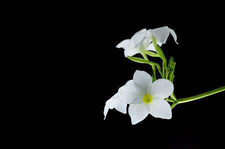 plumeria, nature, pretty aroma, aromatherapy, beautiful, beauty,isolated ,black backgroundの写真素材