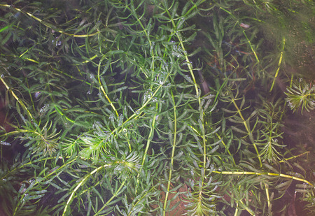 hydrilla aquatic plant close-upの写真素材