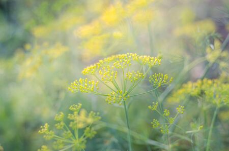 Yellow flowers, herbs, coriander depth.の写真素材