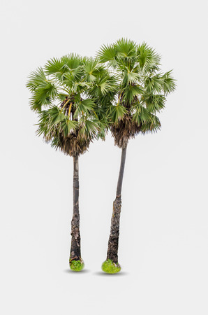 sugar palm duo di-cut Isolated white backgroundの写真素材