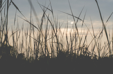 Grass with the sun Sky backgroundの写真素材