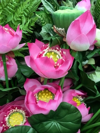 White Lotus Pink for the beautiful Buddhaの写真素材