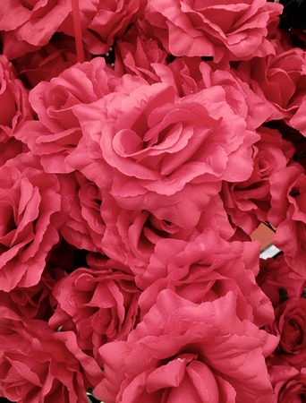 Roses, many colors, hand made beautiful Valentine.の写真素材
