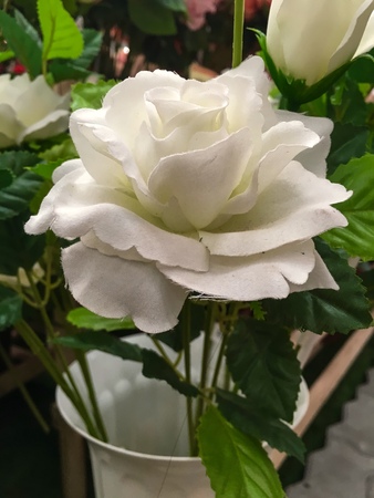 Roses, many colors, hand made beautiful Valentine.の写真素材