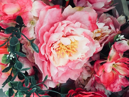 Red gypsy flowers are very beautiful hands on the grass surfaceの写真素材