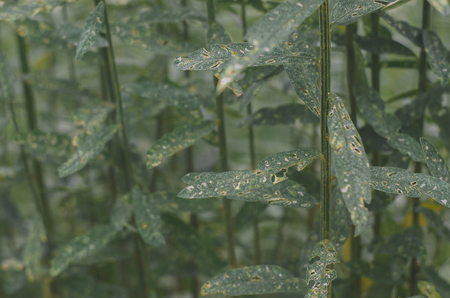 Green leaves are green leaves are naturally beautifulの写真素材