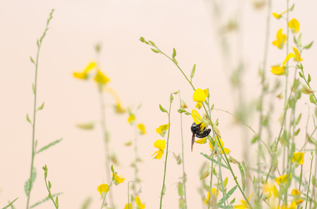 bumble bee Yellow leaves are green leaves are naturally beautiful.の写真素材