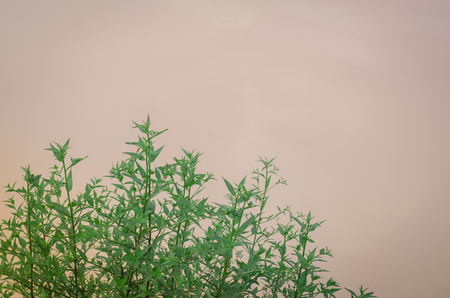 Green leaves are naturally beautifulの写真素材
