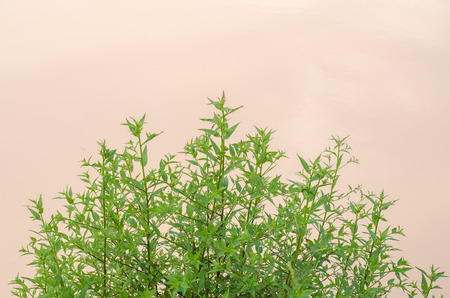 Green leaves are naturally beautifulの写真素材