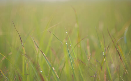 Meadow morningの写真素材
