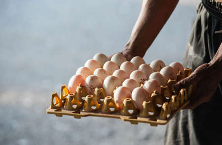 Ducks and duck eggsの写真素材