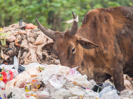 Cow chip vegetation on the waste pile.の写真素材