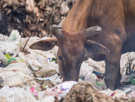 Cow chip vegetation on the waste pile.の写真素材