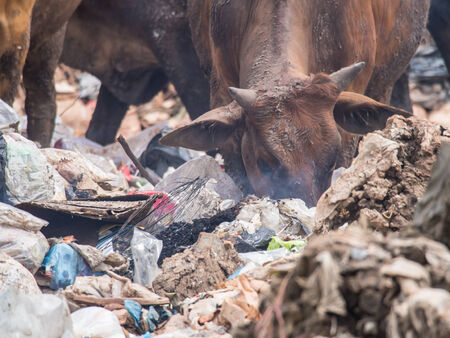 Cow chip vegetation on the waste pile.の写真素材