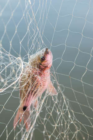 Fishing with nets in the lake.
