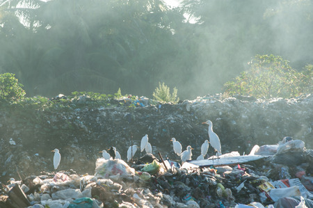 Birds eat worms junk pile