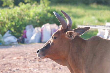 Cow chip vegetation on the waste pile.の写真素材