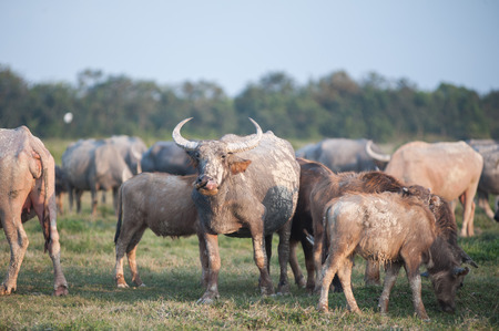 Buffalo herd livestock in rural areas.の写真素材