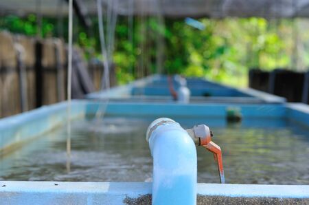 Hatchery fish for industry and consumers.の写真素材