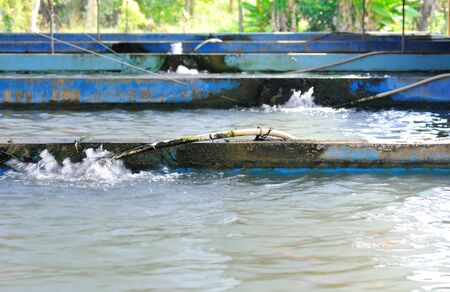 Hatchery fish for industry and consumers.の写真素材