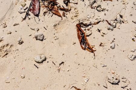 Throw garbage on the beach of the tour.の写真素材