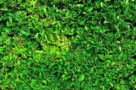 Foliage green for the background.