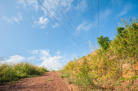Vetiver grass to prevent soil erosion maintain and preserve the balance of nature.の写真素材