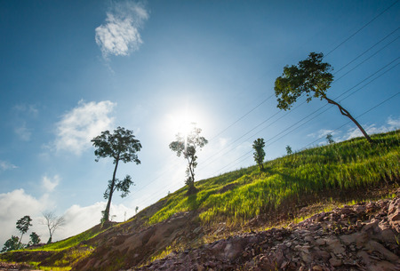 Vetiver grass to prevent soil erosion maintain and preserve the balance of nature.の写真素材