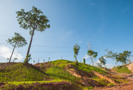 Vetiver grass to prevent soil erosion maintain and preserve the balance of nature.の写真素材