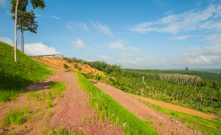 Vetiver grass to prevent soil erosion maintain and preserve the balance of nature.の写真素材