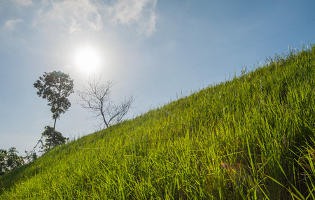 Vetiver grass to prevent soil erosion maintain and preserve the balance of nature.の写真素材