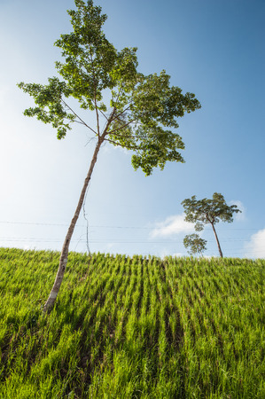 Vetiver grass to prevent soil erosion maintain and preserve the balance of nature.の写真素材