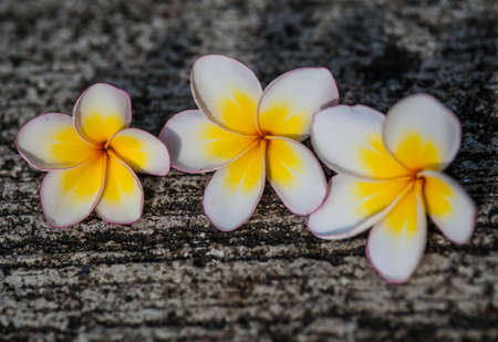 Plumeria on the fallen concrete.の写真素材