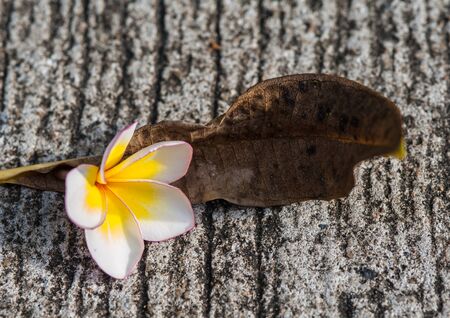 Plumeria on the fallen concrete.の写真素材