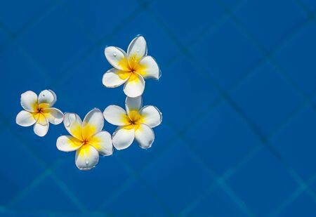 Plumeria flowers floating on swimming poolの写真素材