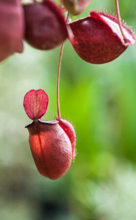 Nepenthes carnivorous plantの写真素材