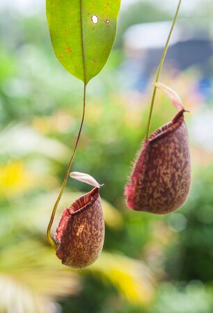 Nepenthes carnivorous plantの写真素材