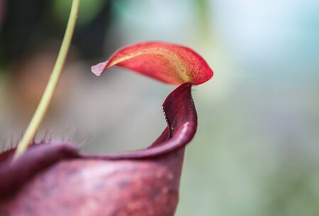Nepenthes carnivorous plantの写真素材