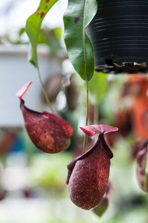 Nepenthes carnivorous plantの写真素材