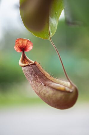 Nepenthes carnivorous plantの写真素材