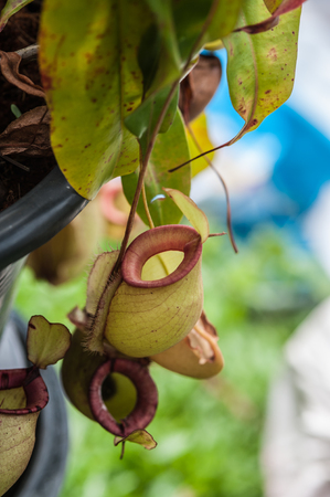 Nepenthes carnivorous plantの写真素材
