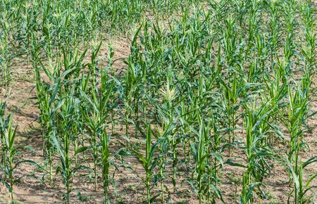 Corn farmers in the farm in the countryside.の写真素材