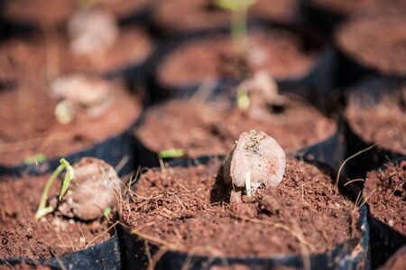 The Tillage and cultivation of plants in the soil convert.の写真素材