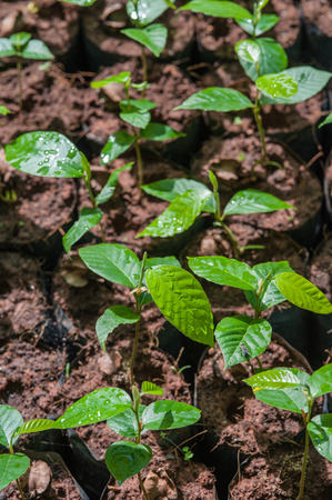 The Tillage and cultivation of plants in the soil convert.の写真素材