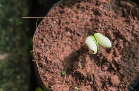The Tillage and cultivation of plants in the soil convert.の写真素材
