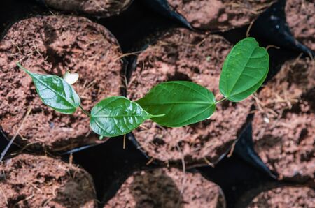 The Tillage and cultivation of plants in the soil convert.の写真素材