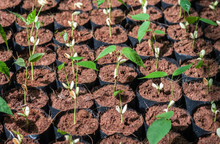 The Tillage and cultivation of plants in the soil convert.の写真素材