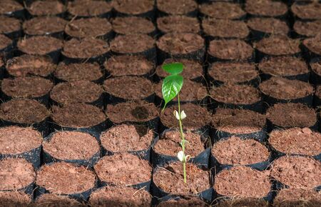 The Tillage and cultivation of plants in the soil convert.の写真素材