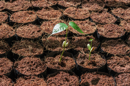 The Tillage and cultivation of plants in the soil convert.の写真素材