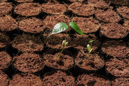 The Tillage and cultivation of plants in the soil convert.の写真素材
